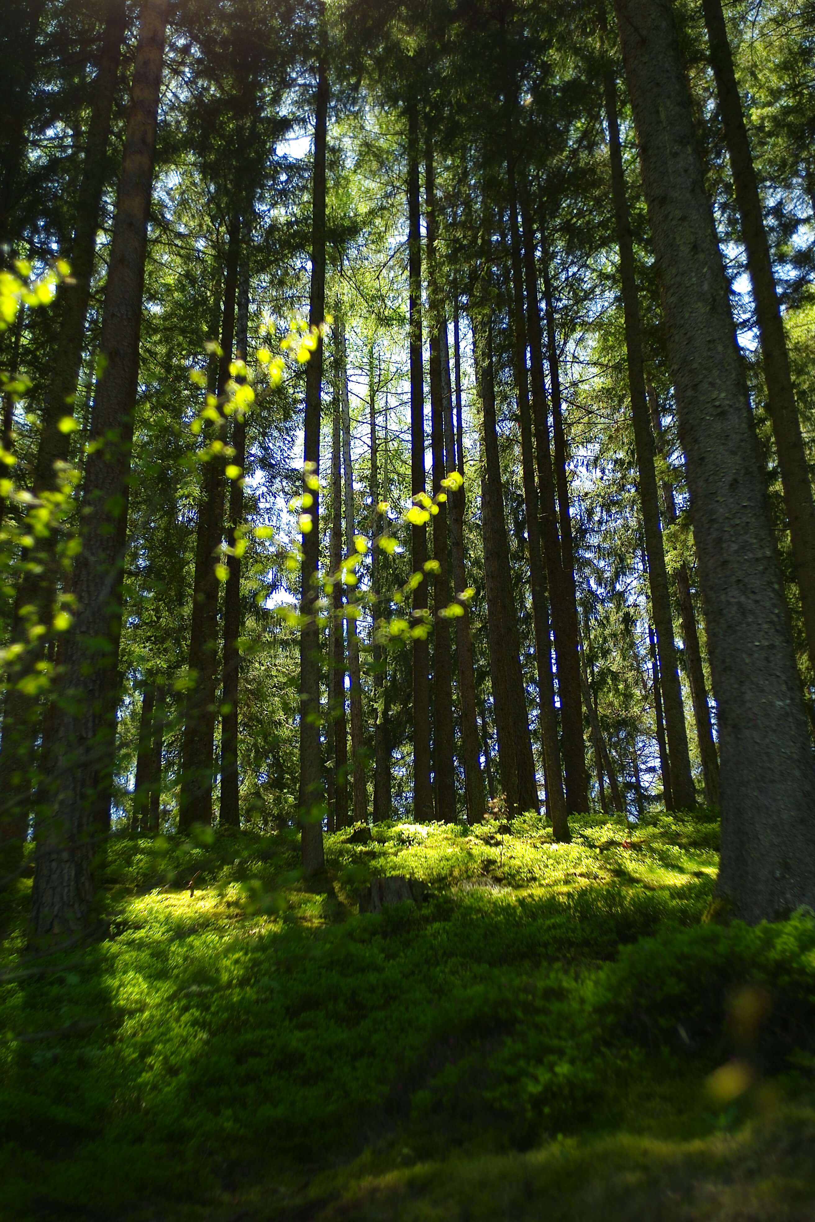 Bäume aus dem Märchenwald, Lammersdorf-Görtschach