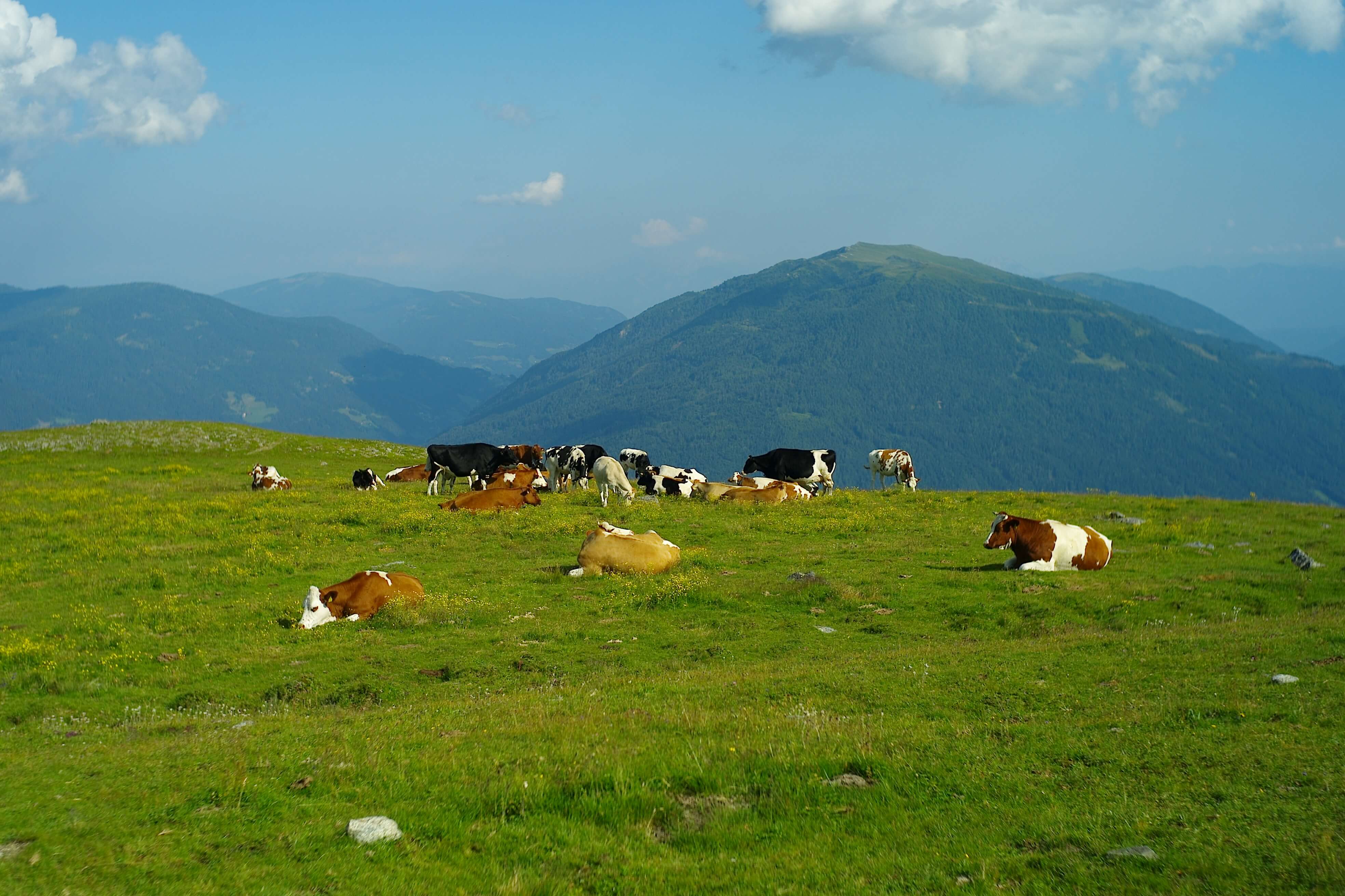 Kühe auf einer Weide